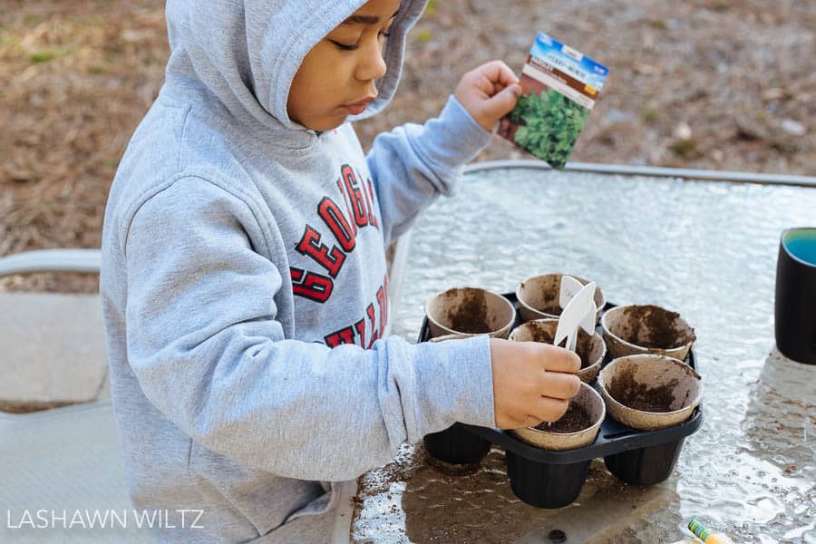 top 5 herbs to grow in a container garden