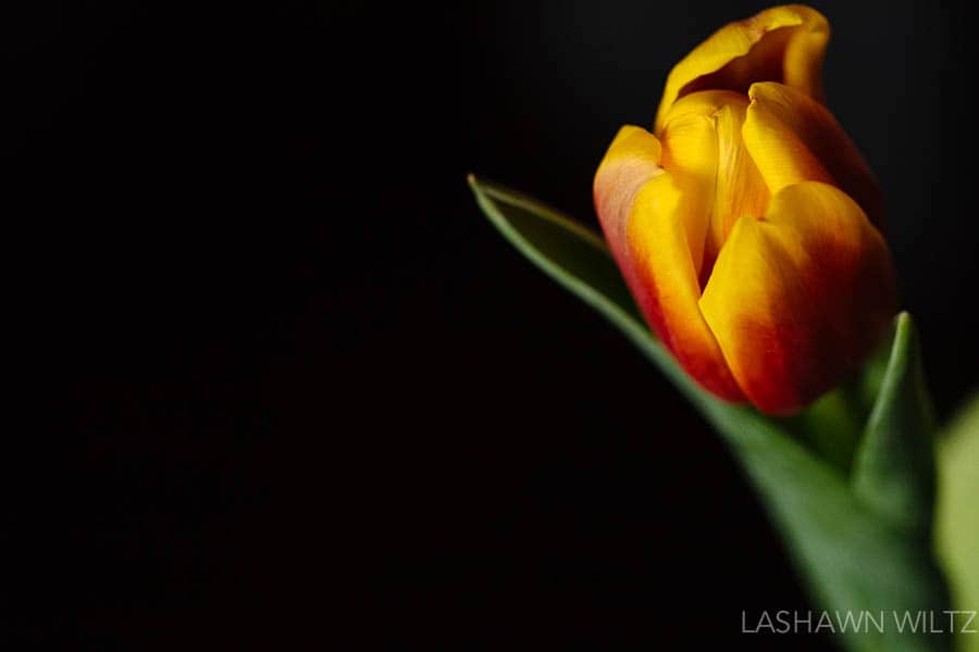 tulp macro photography