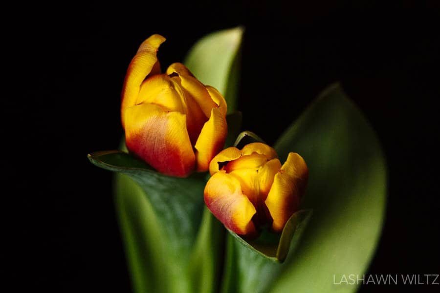 tulip photography