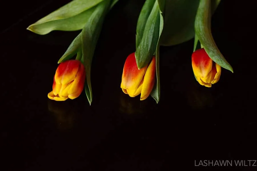 macro photography tulips