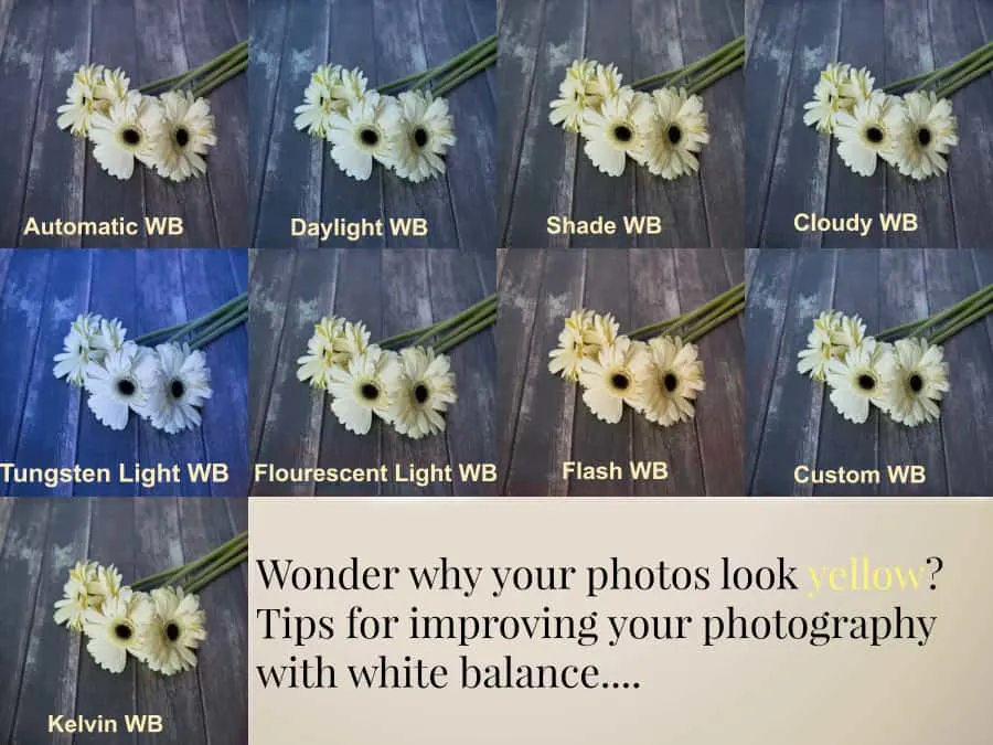 white balance photography tips