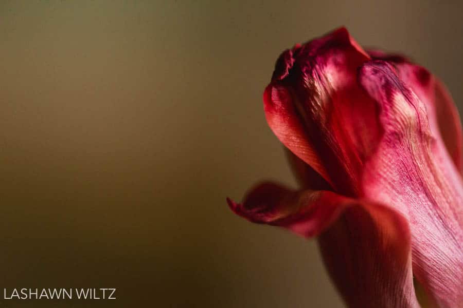 macro photography tulips