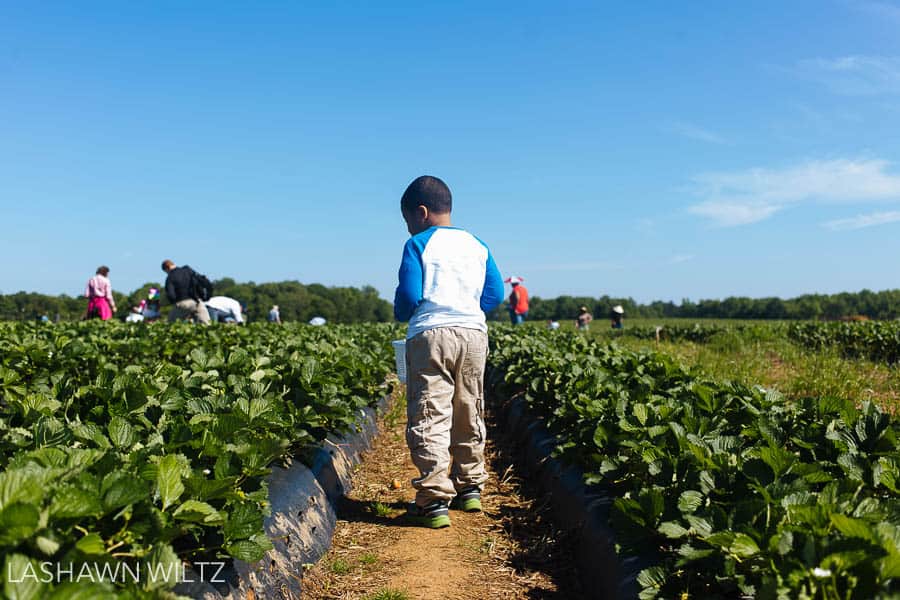 photos at the strawberry patch