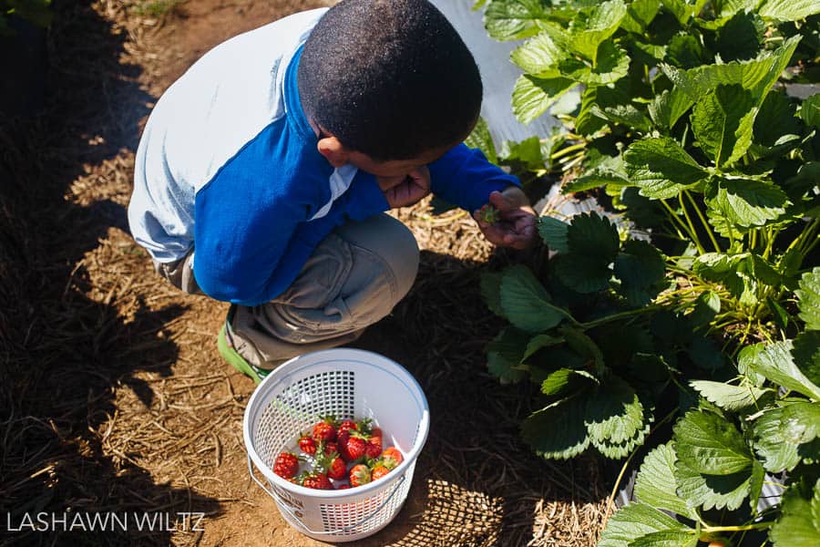 strawberry patch photography