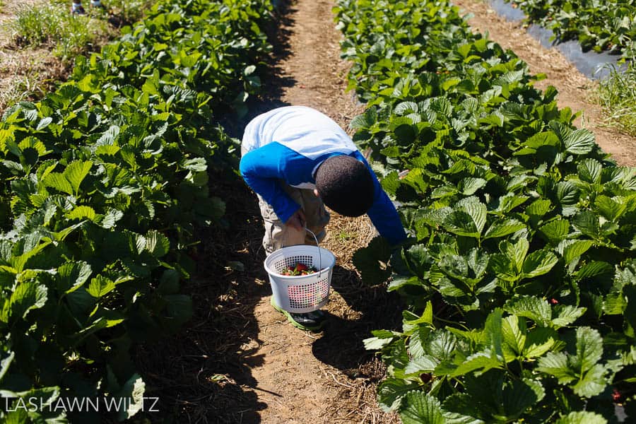 photos at the strawberry patch