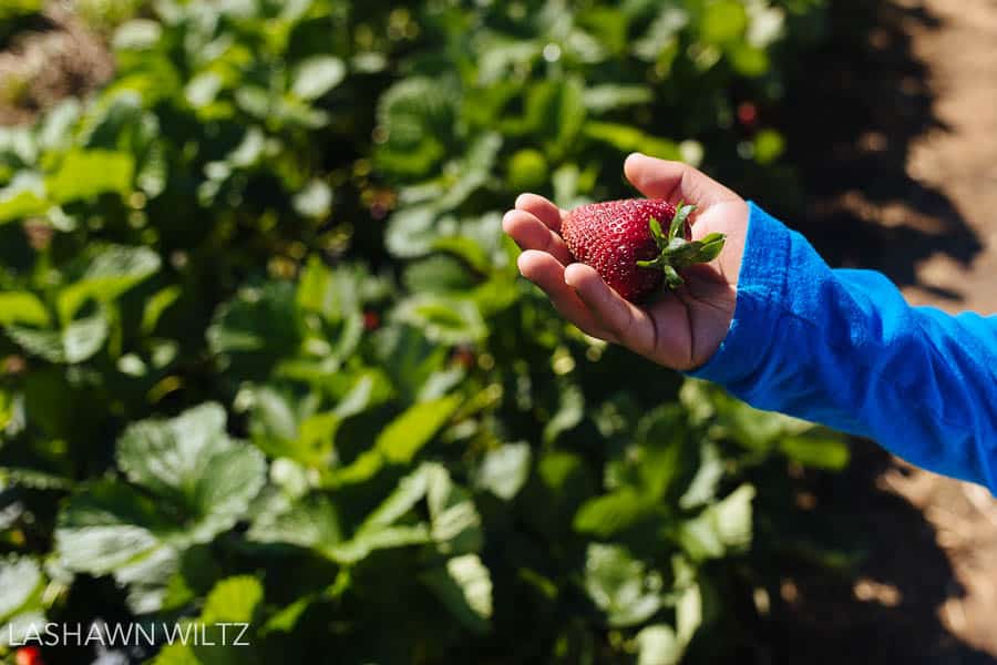 photography at the strawberry patch