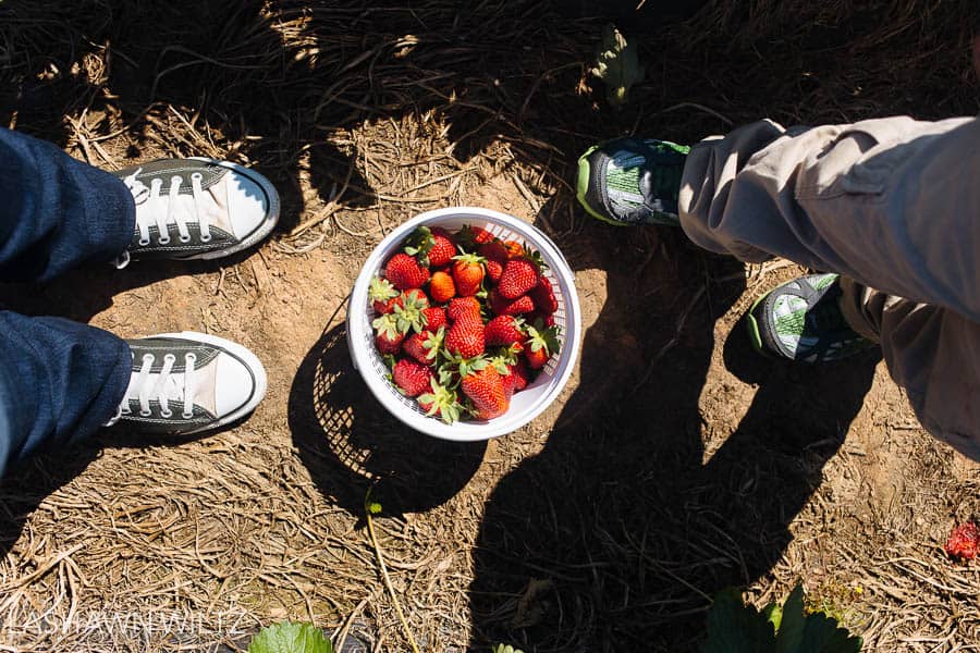 strawberry patch photos southern belle farm