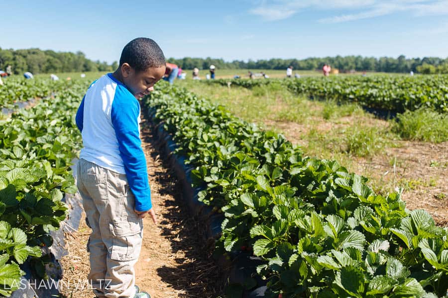 strawberry patch at southern belle farms