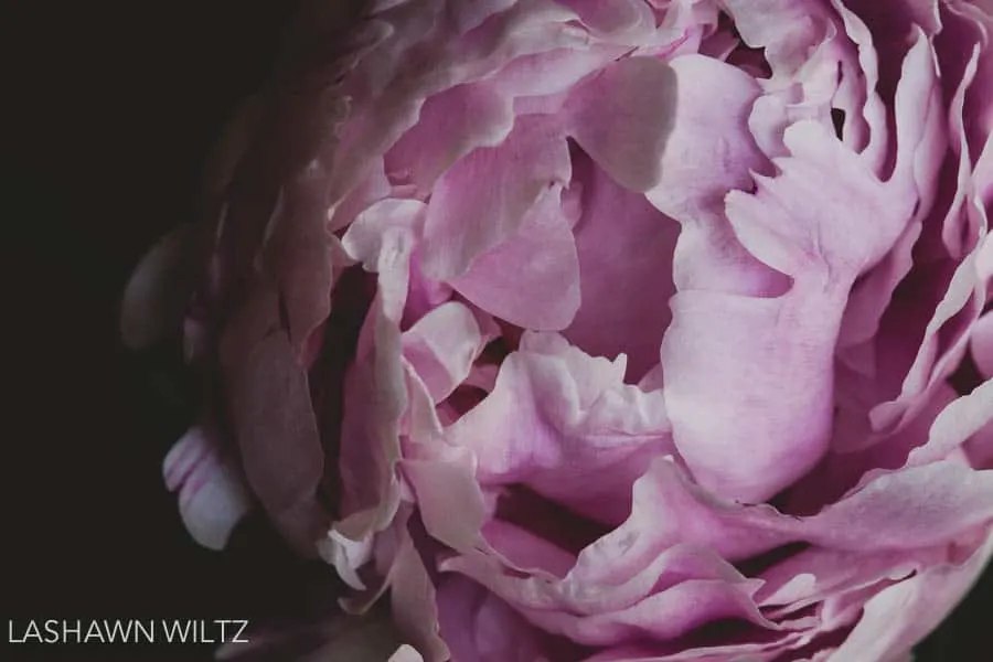 Our project 52 week 26 peonies