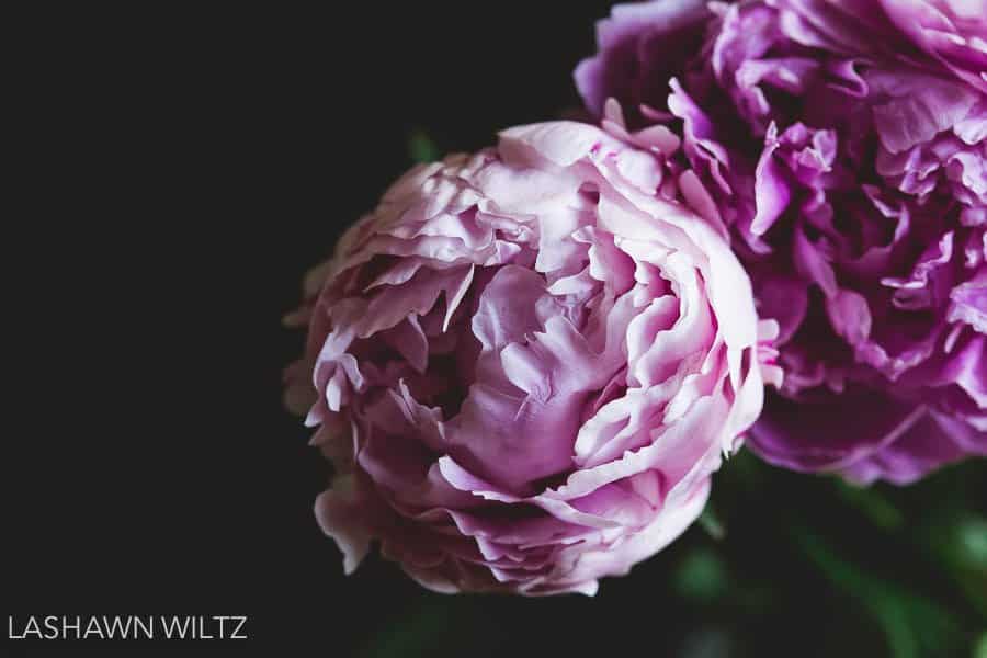 our project 52 week 26 peonies