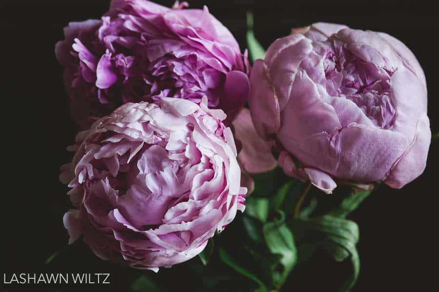 Photographers Choice Peonies