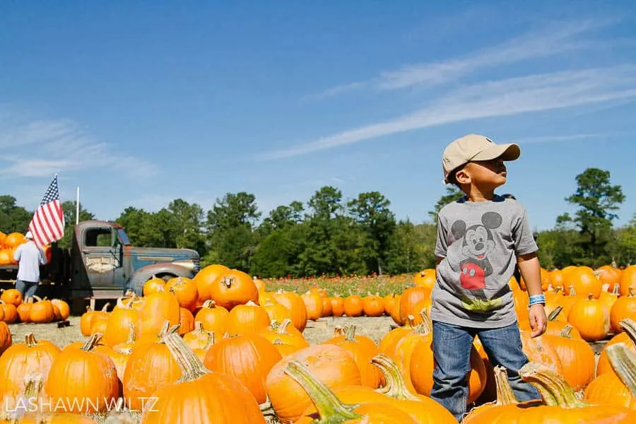 Fall is one of my favorite times of year to take photos. here are my top 5 fall photos to take this time of year