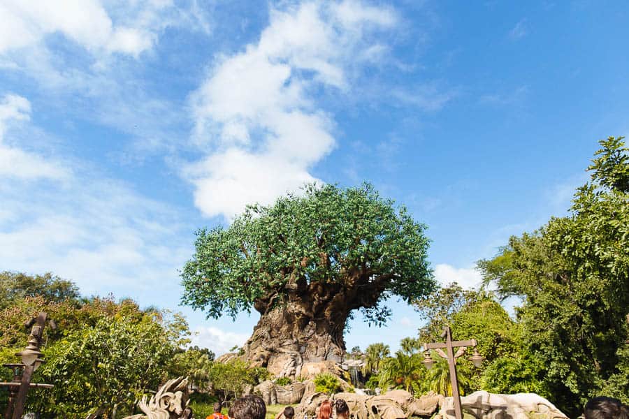 The tree of life at Disney's animal kingdom