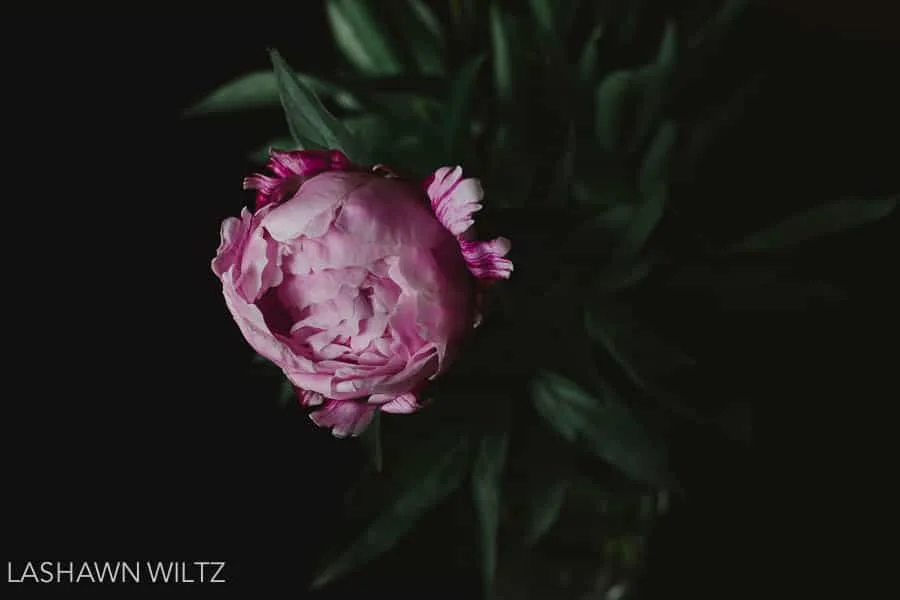 I love peonies, I got out my camera and took a few photos. 