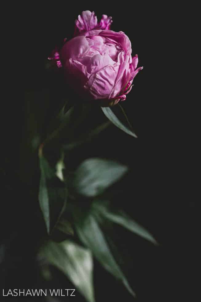 I love peonies. So I got out my maco lens and took a few shots.