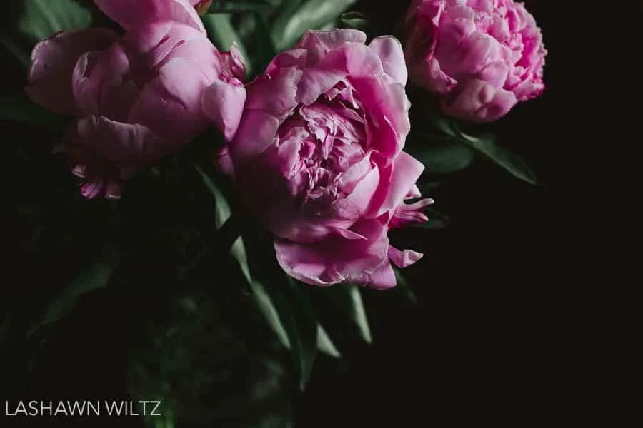 Peonies are my favorite flower and sometimes I buy them as a form of self care. 