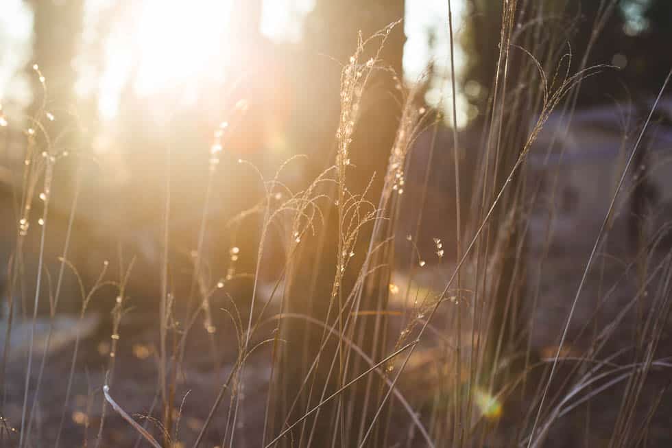 light filtering through plants