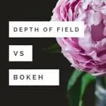 Looking for tips to get beautiful Bokeh in your photography? Check out this tutorial on three ways depth of field can help you achieve beautiful bokeh