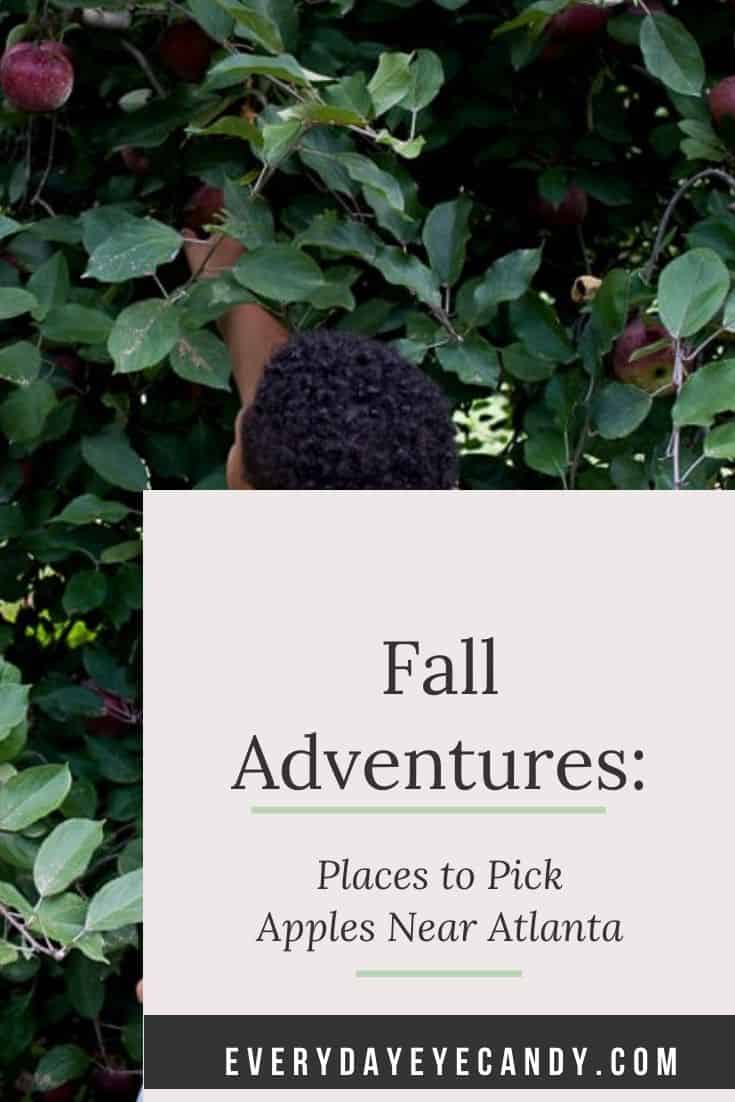 Apple Picking in Atlanta North Apple Orchards Everyday Eyecandy