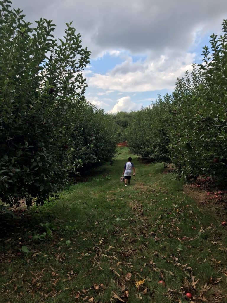 young boy apple picking in apple orchard in north georgia