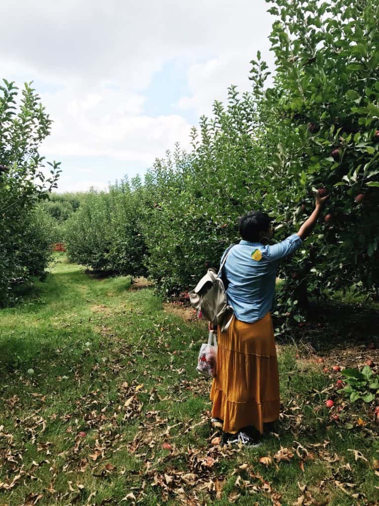 mj picking apples at bj reece