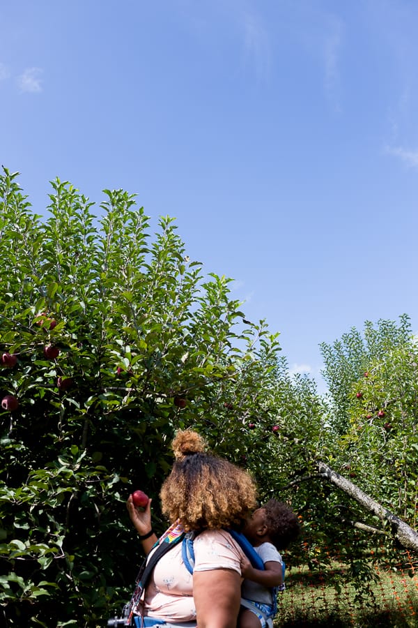 picking apples at bj reece