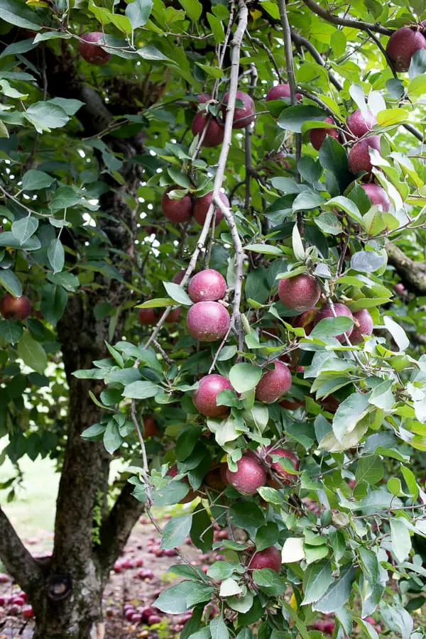 apples on a tree in ellijay georgia