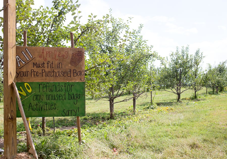 apple picking