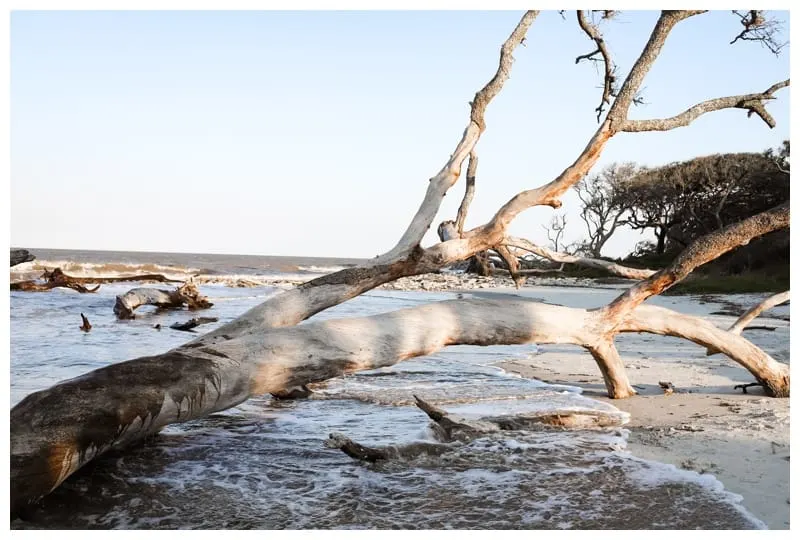 family roadtrip to Jekyll Island driftwood beach 