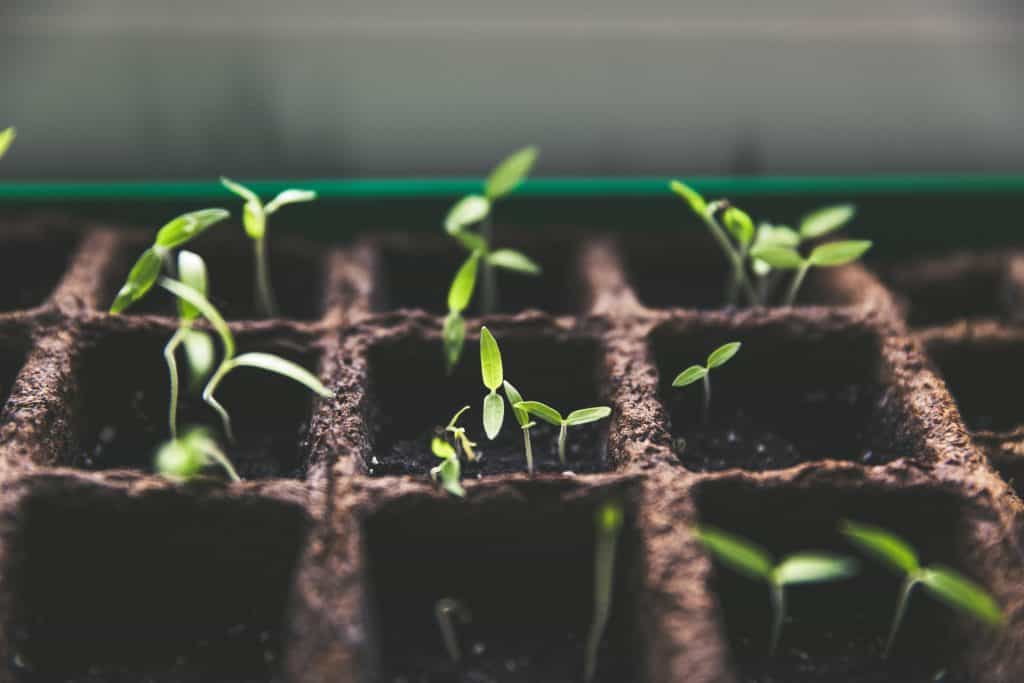 start a garden if you are bored at home