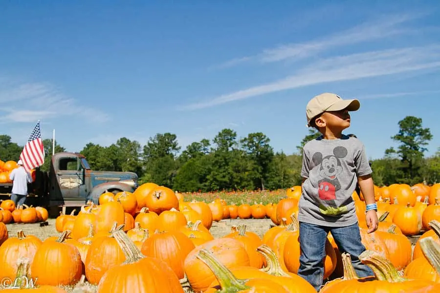 southern belle pumpkin patches near Atlanta